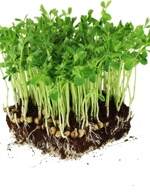 Load image into Gallery viewer, Dun Pea Seeds: 5 Lb - Bulk, Non-Gmo Peas Sprouting Seeds for Vegetable Gardening, Cover Crop, Microgreen Pea Shoots
